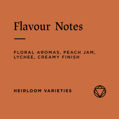 Benti Nenka Natural, Ethiopia